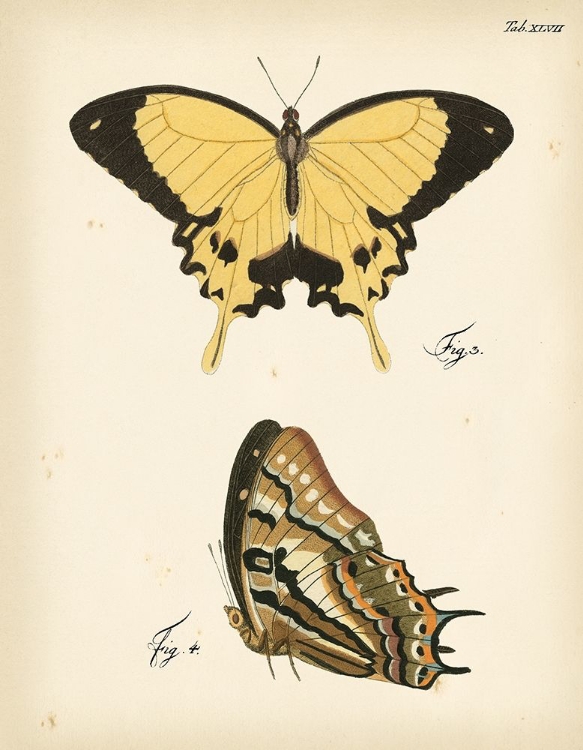 Picture of BUTTERFLY PROFILE II
