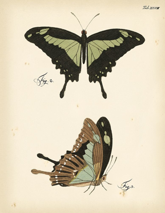 Picture of BUTTERFLY PROFILE III
