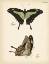 Picture of BUTTERFLY PROFILE III