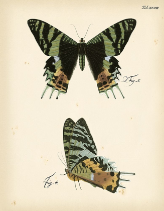 Picture of BUTTERFLY PROFILE IV