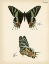 Picture of BUTTERFLY PROFILE IV
