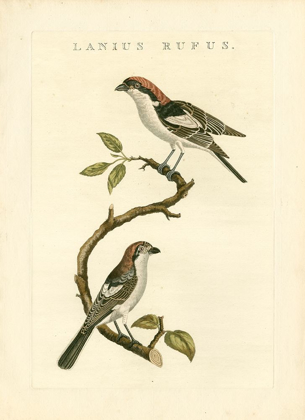Picture of NOZEMAN BIRDS I