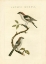 Picture of NOZEMAN BIRDS I