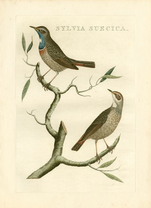 Picture of NOZEMAN BIRDS II