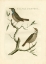 Picture of NOZEMAN BIRDS II