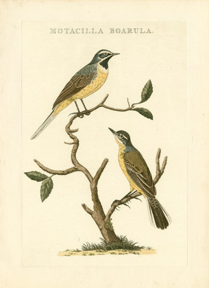 Picture of NOZEMAN BIRDS III