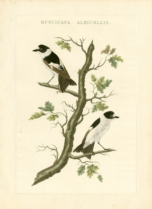 Picture of NOZEMAN BIRDS IV