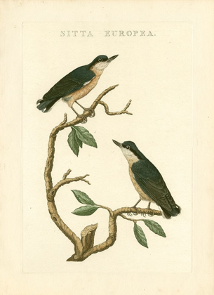Picture of NOZEMAN BIRDS VI