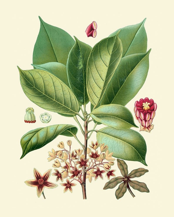 Picture of BOTANICAL GLORY I