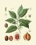 Picture of BOTANICAL GLORY III