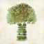 Picture of BROCCOLI