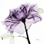 Picture of PURPLEROSE2