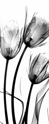 Picture of TULIPS