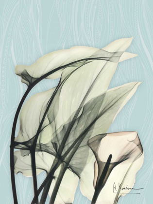 Picture of CALLA LILY LEAVES