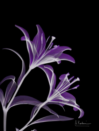 Picture of PURPLE LILY