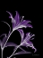 Picture of PURPLE LILY