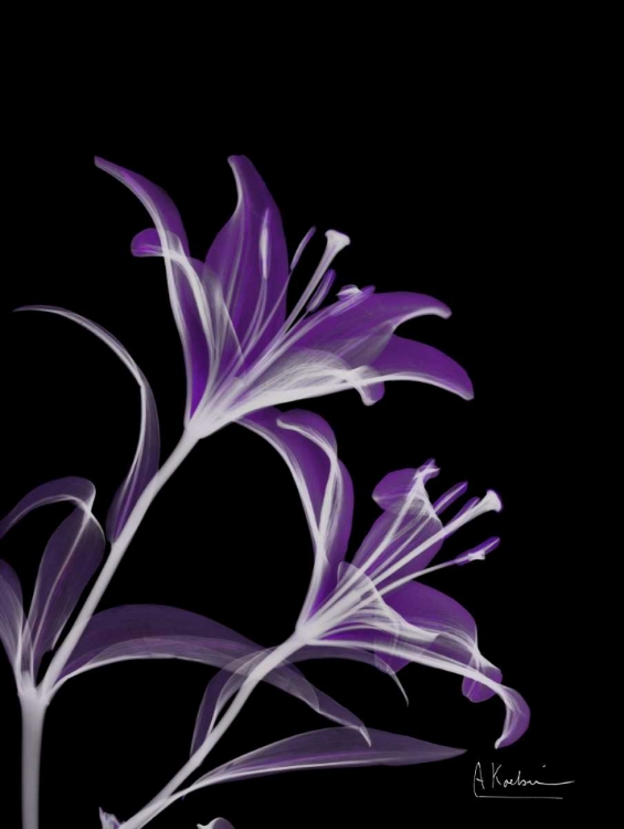 Picture of PURPLE LILY