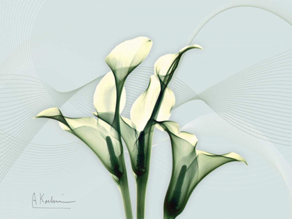 Picture of CALLA LILY L275