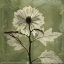 Picture of CHRYSANTHEMUM
