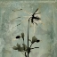 Picture of COLUMBINE