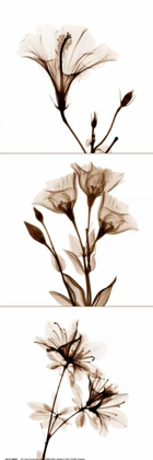 Picture of SEPIA FLORAL TRYP TYCH I