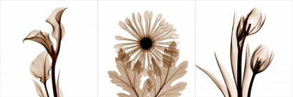 Picture of SEPIA FLORAL TRYP TYCH III