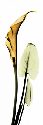 Picture of CALLA LILY IN GOLD 2