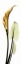Picture of CALLA LILY IN GOLD 2