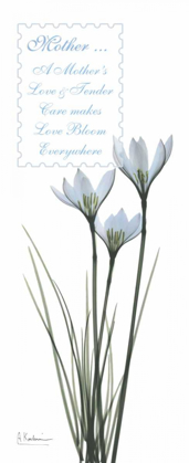 Picture of WHITE RAIN LILY - MOTHER