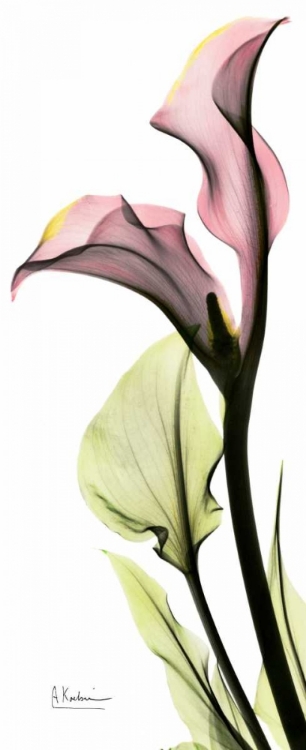 Picture of CALLA LILY IN COLOR