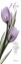 Picture of TULIPS IN PURPLE - HOPE