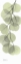Picture of EUCALYPTUS IN GREEN 3