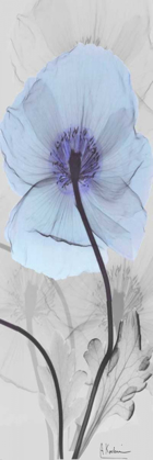 Picture of ICELAND POPPY