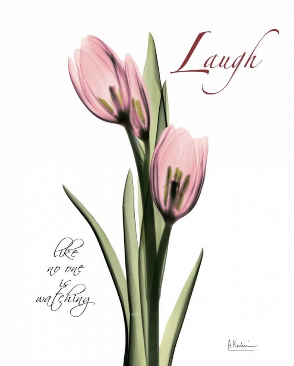 Picture of TULIP IN PINK - LAUGH
