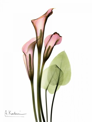 Picture of CALLA LILY BOUQUET IN PINK
