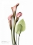 Picture of CALLA LILY BOUQUET IN PINK