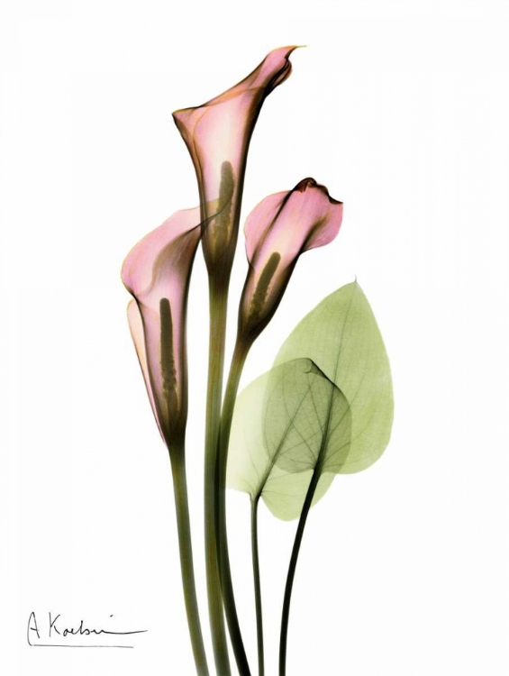 Picture of CALLA LILY BOUQUET IN PINK