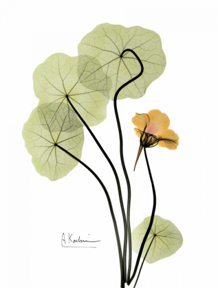 Picture of NASTURTIUM IN YELLOW