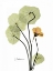 Picture of NASTURTIUM IN YELLOW