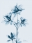 Picture of AZALEA IN BLUE 2