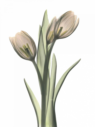 Picture of TULIP PAIR IN COLOR