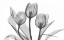 Picture of TULIPS THREE IN BANDW