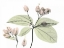 Picture of BLEEDING HEART IN COLOR