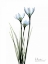 Picture of WHITE RAIN LILY
