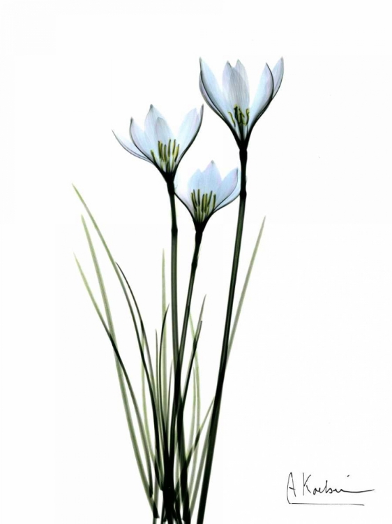 Picture of WHITE RAIN LILY