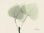 Picture of ASPEN ON BEIGE