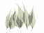 Picture of JAPANESE FERN