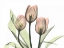 Picture of PINK TULIP BUNCH