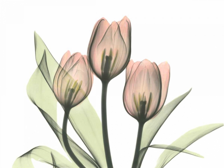 Picture of PINK TULIP BUNCH