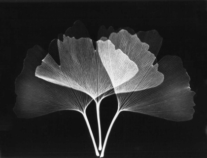 Picture of GINKGO LEAVES CLOSE UP ON BLACK 2